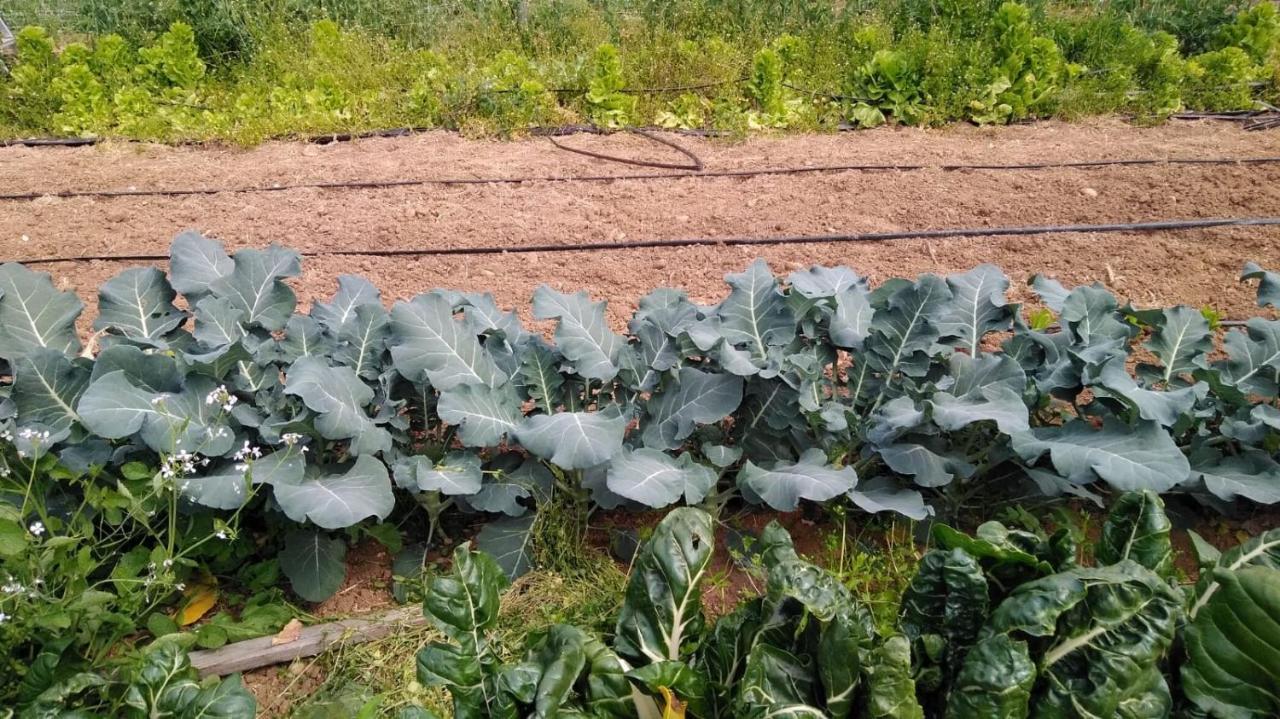 Agriturismo Pingitore Luzzi Εξωτερικό φωτογραφία