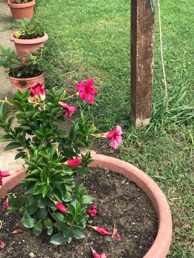 Agriturismo Pingitore Luzzi Εξωτερικό φωτογραφία